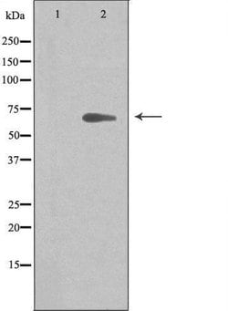 Invitrogen ARMCX2 Polyclonal Antibody 100 &mu;L; Unconjugated:Antibodies,