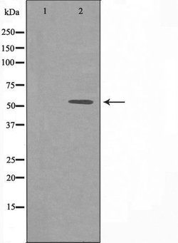 Invitrogen DOK3 Polyclonal Antibody 100 &mu;L; Unconjugated:Antibodies,