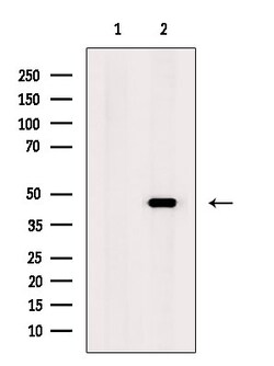 Invitrogen EMP Polyclonal Antibody 100 &mu;L; Unconjugated:Antibodies,