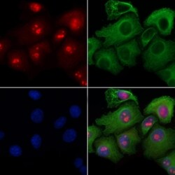 Invitrogen MAP4K3 Polyclonal Antibody 100 &mu;L; Unconjugated:Antibodies,