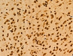 Invitrogen MAP4K3 Polyclonal Antibody 100 &mu;L; Unconjugated:Antibodies,