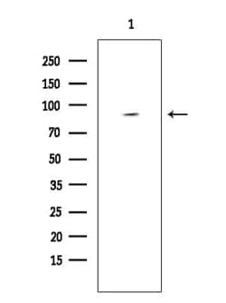 Invitrogen MAP4K3 Polyclonal Antibody 100 &mu;L; Unconjugated:Antibodies,