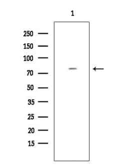 Invitrogen MAP4K3 Polyclonal Antibody 100 &mu;L; Unconjugated:Antibodies,