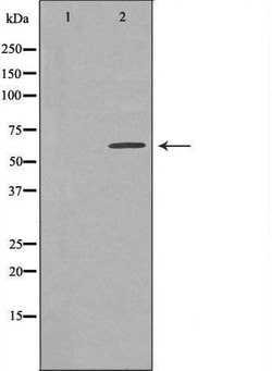 Invitrogen TBC1D3C Polyclonal Antibody 100 &mu;L | Buy Online | Invitrogen&trade; | Fisher Scientific