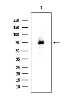 Invitrogen CAMKV Polyclonal Antibody 100 &mu;L; Unconjugated:Antibodies,