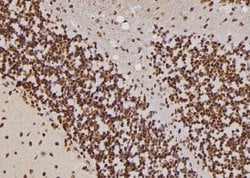 Invitrogen HIPK4 Polyclonal Antibody 100 &mu;L; Unconjugated:Antibodies,