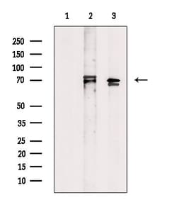 Invitrogen HIPK4 Polyclonal Antibody 100 &mu;L; Unconjugated:Antibodies,