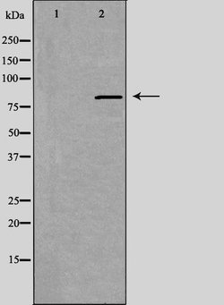 Invitrogen ANKK1 Polyclonal Antibody 100 &mu;L; Unconjugated:Antibodies,
