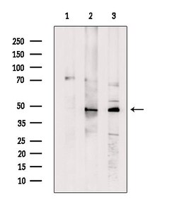Invitrogen IPMK Polyclonal Antibody 100 &mu;L; Unconjugated:Antibodies,