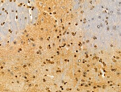 Invitrogen PPP1R14C Polyclonal Antibody 100 &mu;L; Unconjugated:Antibodies,