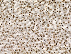 Invitrogen PPP1R14C Polyclonal Antibody 100 &mu;L; Unconjugated:Antibodies,