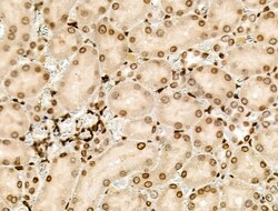Invitrogen PPP1R14C Polyclonal Antibody 100 &mu;L; Unconjugated:Antibodies,