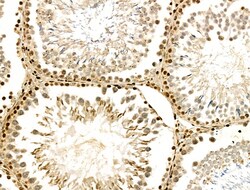 Invitrogen PPP1R14C Polyclonal Antibody 100 &mu;L; Unconjugated:Antibodies,