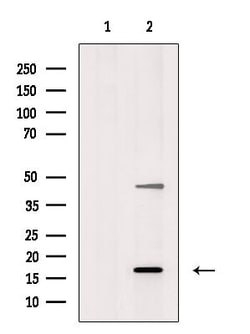 LMO3 Polyclonal Antibody:Antibodies, Polyclonal