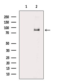 BRSK1 Polyclonal Antibody:Antibodies, Polyclonal