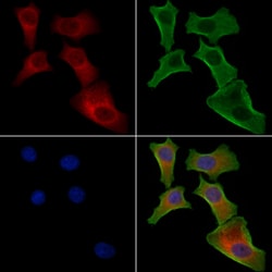 Invitrogen EPS8L1 Polyclonal Antibody 100 &mu;L; Unconjugated:Antibodies,