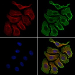 Invitrogen GRK7 Polyclonal Antibody 100 &mu;L; Unconjugated:Antibodies,