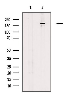 Invitrogen MADD Polyclonal Antibody 100 &mu;L; Unconjugated:Antibodies,
