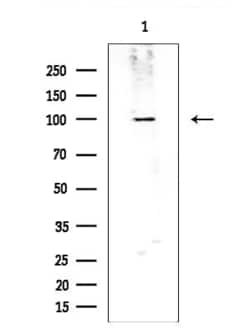 Invitrogen CNKSR2 Polyclonal Antibody 100 &mu;L; Unconjugated:Antibodies,