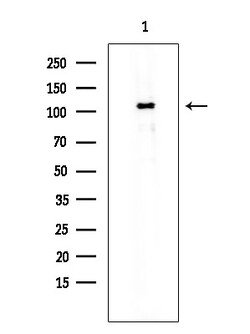 Invitrogen SMG7 Polyclonal Antibody 100 &mu;L; Unconjugated:Antibodies,