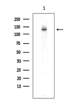 Invitrogen SMG7 Polyclonal Antibody 100 &mu;L; Unconjugated:Antibodies,
