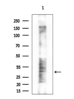 Invitrogen DLX4 Polyclonal Antibody 100 &mu;L; Unconjugated:Antibodies,