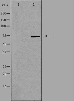 Invitrogen BRF1 Polyclonal Antibody 100 &mu;L; Unconjugated:Antibodies,