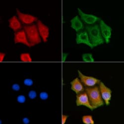 Invitrogen CNKSR1 Polyclonal Antibody 100 &mu;L; Unconjugated:Antibodies,