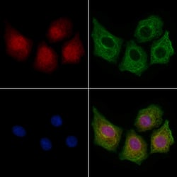 Invitrogen ITPKC Polyclonal Antibody 100 &mu;L; Unconjugated:Antibodies,