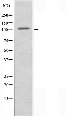 Invitrogen ITPKC Polyclonal Antibody 100 &mu;L; Unconjugated:Antibodies,
