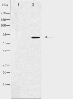 Invitrogen ZNF668 Polyclonal Antibody 100 &mu;L; Unconjugated:Antibodies,