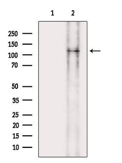Invitrogen LMTK3 Polyclonal Antibody 100 &mu;L | Buy Online | Invitrogen&trade; | Fisher Scientific