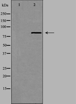 Invitrogen UTP14A Polyclonal Antibody 100 &mu;L; Unconjugated:Antibodies,