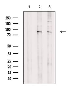 Invitrogen SEMA4A Polyclonal Antibody 100 &mu;L; Unconjugated:Antibodies,
