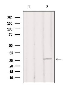 Invitrogen BRMS1 Polyclonal Antibody 100 &mu;L; Unconjugated:Antibodies,