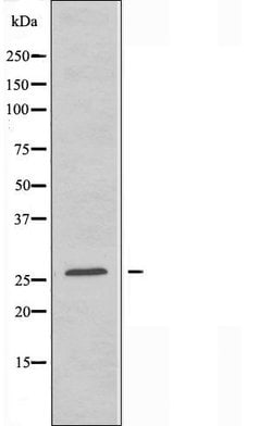 Invitrogen CREBZF Polyclonal Antibody 100 &mu;L; Unconjugated:Antibodies,