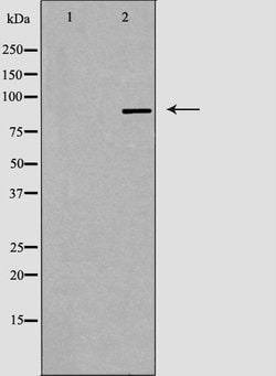 Invitrogen CDK11A/CDK11B Polyclonal Antibody 100 &mu;L; Unconjugated:Antibodies,