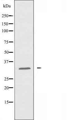 Invitrogen ATF5 Polyclonal Antibody 100 &mu;L; Unconjugated:Antibodies