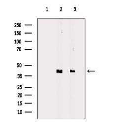 Invitrogen HTR1E Polyclonal Antibody 100 &mu;L; Unconjugated:Antibodies,