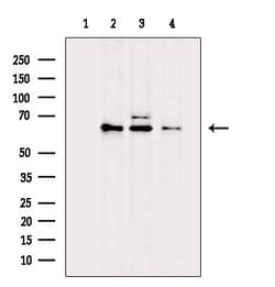 Invitrogen API5 Polyclonal Antibody 100 &mu;L; Unconjugated:Antibodies,