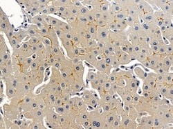 Invitrogen AVEN Polyclonal Antibody 100 &mu;L; Unconjugated:Antibodies,