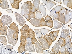Invitrogen AVEN Polyclonal Antibody 100 &mu;L; Unconjugated:Antibodies,