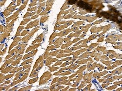 Invitrogen AVEN Polyclonal Antibody 100 &mu;L; Unconjugated:Antibodies,