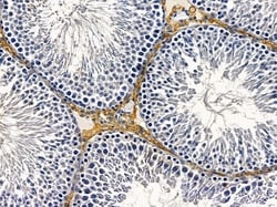 Invitrogen AVEN Polyclonal Antibody 100 &mu;L; Unconjugated:Antibodies,