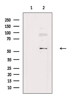 Invitrogen AVEN Polyclonal Antibody 100 &mu;L; Unconjugated:Antibodies,