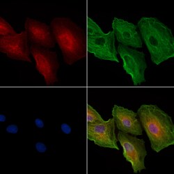 Invitrogen CDH16 Polyclonal Antibody 100 &mu;L; Unconjugated:Antibodies,