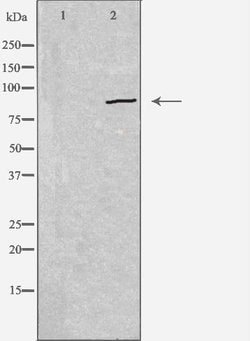 Invitrogen CDH19 Polyclonal Antibody 100 &mu;L; Unconjugated:Antibodies,