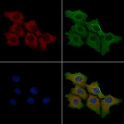 Invitrogen CDH7 Polyclonal Antibody 100 &mu;L | Buy Online | Invitrogen&trade; | Fisher Scientific