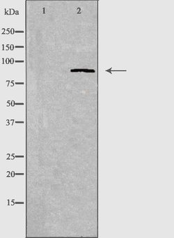 Invitrogen CDH7 Polyclonal Antibody 100 &mu;L | Buy Online | Invitrogen&trade; | Fisher Scientific