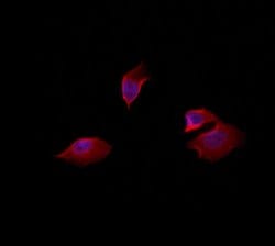 Invitrogen CADM3 Polyclonal Antibody 100 &mu;L; Unconjugated:Antibodies,